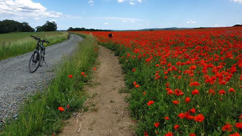 Scenic view of red flowering plants on land