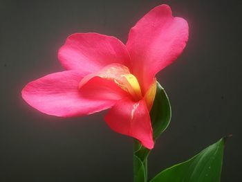 Close-up of pink rose flower