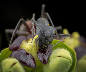 Big camponotus cruentatus ant posing in a green plant