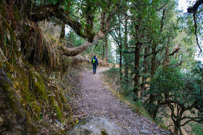 Rear view of man walking on footpath in forest