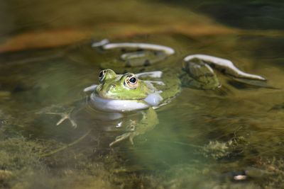 High angle view of frog swimming in lake