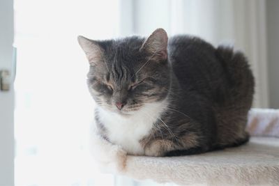 Close-up of cat resting at home