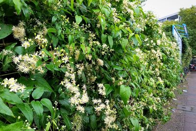 Plants growing on tree