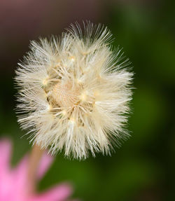 Close-up of dandelion