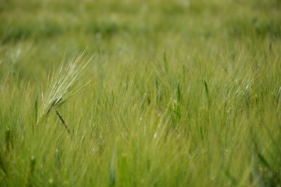 Close-up of wheat growing on field