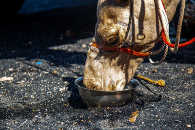 Close-up of a camel drinking water