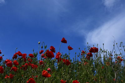 Close-up of red poppy flowers on field against sky