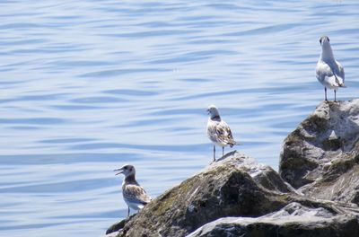 Seagulls perching on rock in sea