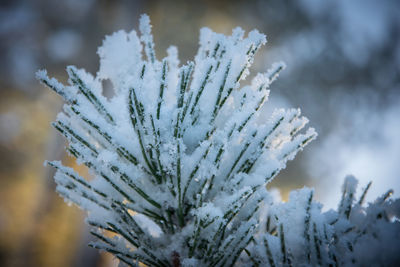 Close-up of frozen tree during winter