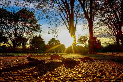 Sun shining through trees in park