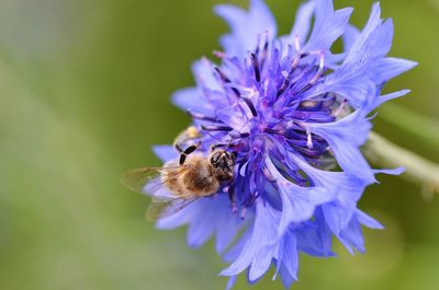 Close-up of bee pollinating on flower