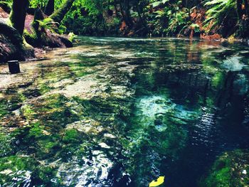 Scenic view of forest