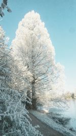 View of trees on snow covered landscape