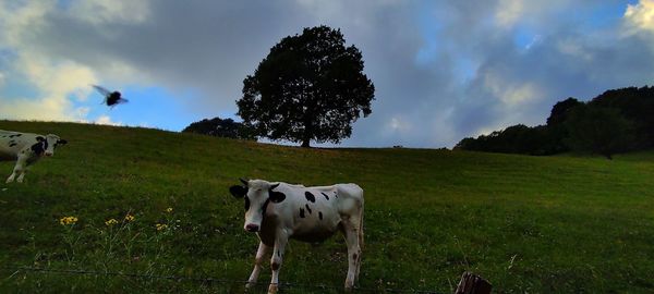 Cow standing in a field