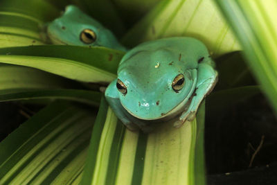 Close-up of frog on plant