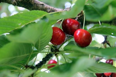 Close-up of red berries growing on tree