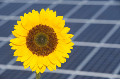 Close-up of yellow sunflower