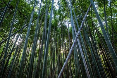 Low angle view of bamboo trees in forest