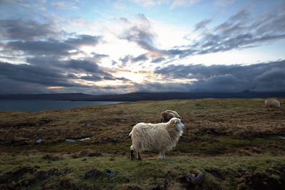 Sheep in a field