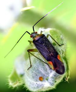 Close-up of butterfly on plant