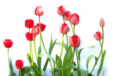 Close-up of red tulips