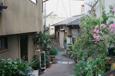 Plants in front of building