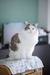 White cat sitting on top of a small shelf looking at camera