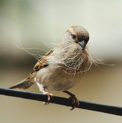 Close-up of bird perching outdoors