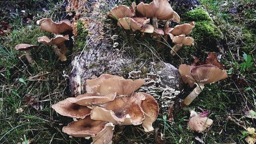 High angle view of mushrooms growing on field