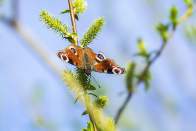 Peacock butterfly on a blooming branch
