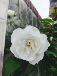 Close-up of white rose