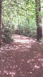 Footpath amidst trees in forest