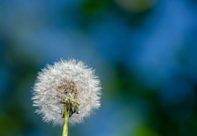 Close-up of dandelion flower