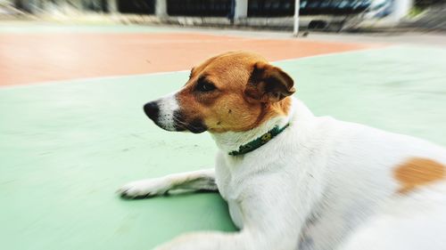 A dog is sitting on the basketball court