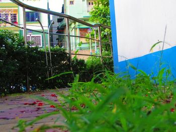 Plants growing in lawn outside building