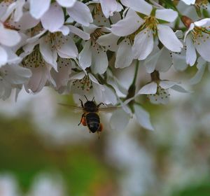 Close-up of bee on white flower