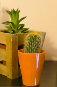 Close-up of succulent plant on table