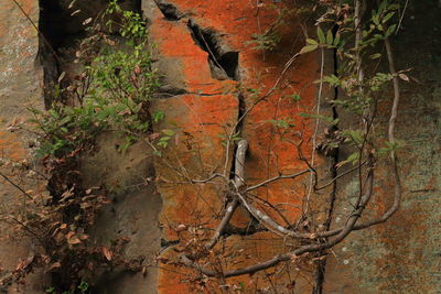 Ivy growing on wall