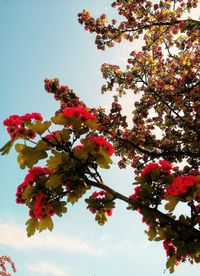 Low angle view of cherry blossoms in spring