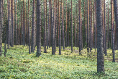 Pine forest in early autumn