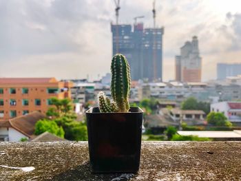 Close-up of potted plant against buildings and sky in city