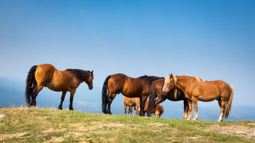 Horses standing in a field