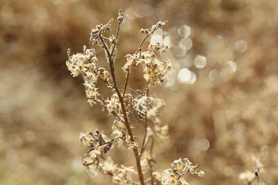 Close-up of flowers against blurred background