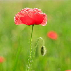 Close-up of red poppy flower