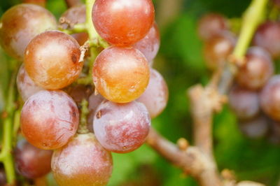 Close-up of fruits growing on plant