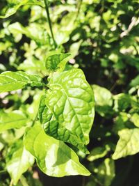 Close-up of green plant