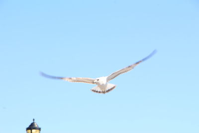 Low angle view of bird flying in sky