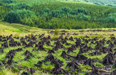 Scenic view of trees growing in field