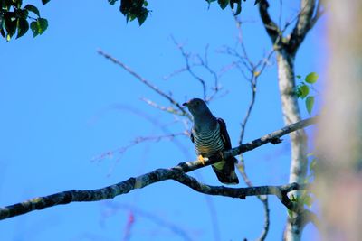 Low angle view of bird perching on branch