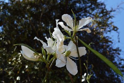 Close-up of white flowers blooming